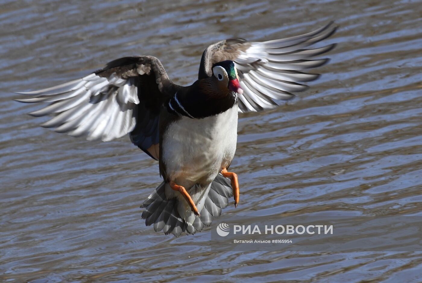 Краснокнижные утки-мандаринки в пригороде Владивостока