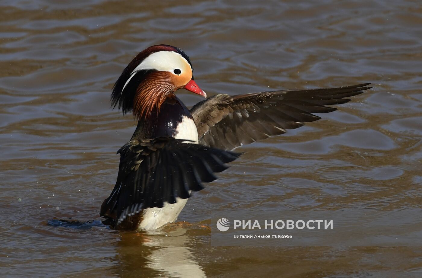 Краснокнижные утки-мандаринки в пригороде Владивостока