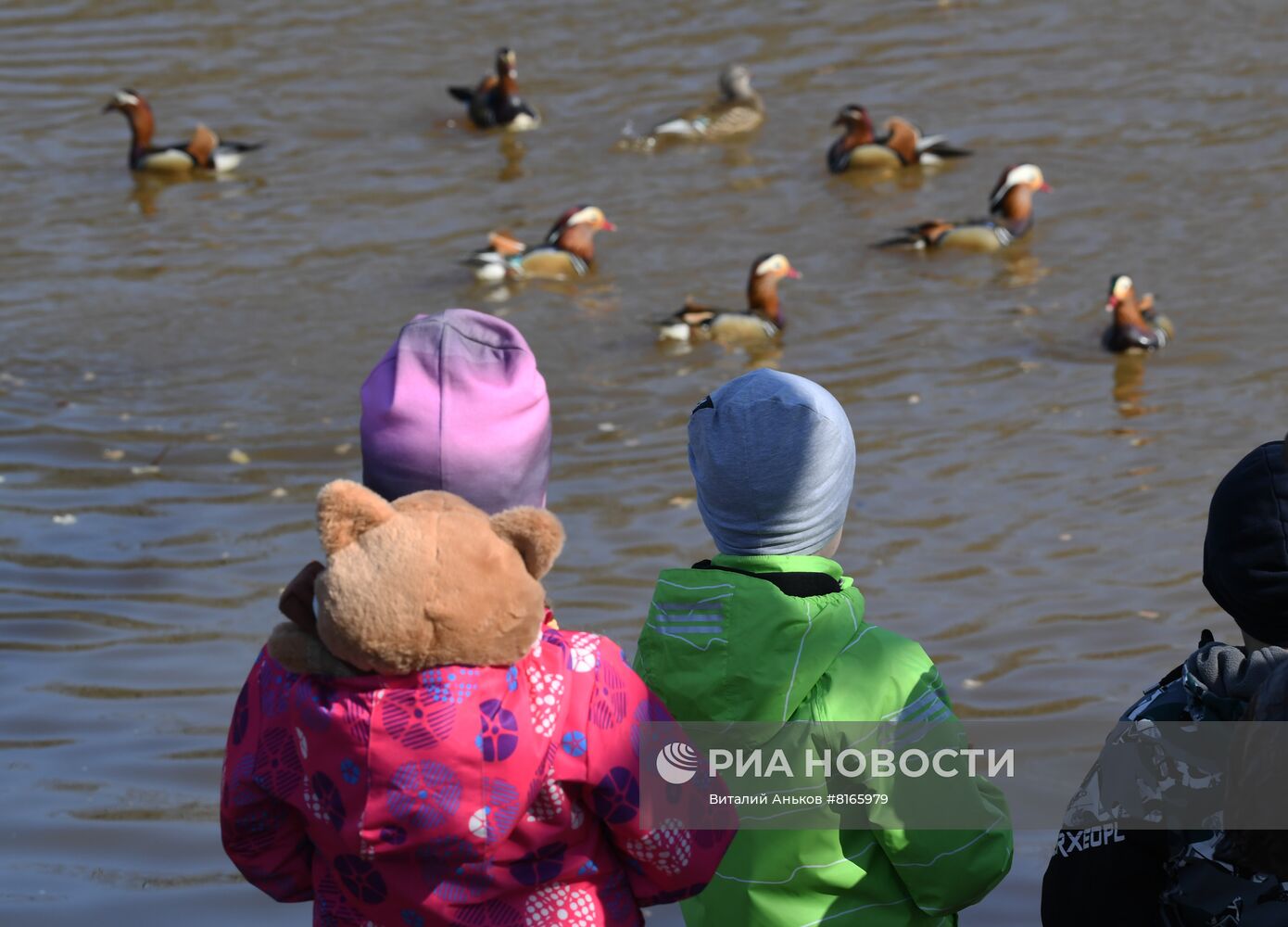 Краснокнижные утки-мандаринки в пригороде Владивостока