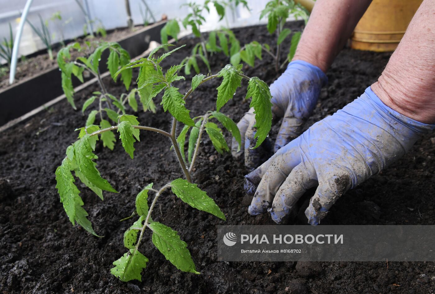 Тепличное хозяйство в Приморском крае