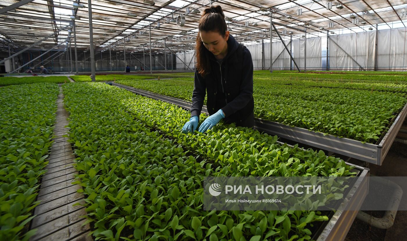 Тепличное хозяйство в Красноярске