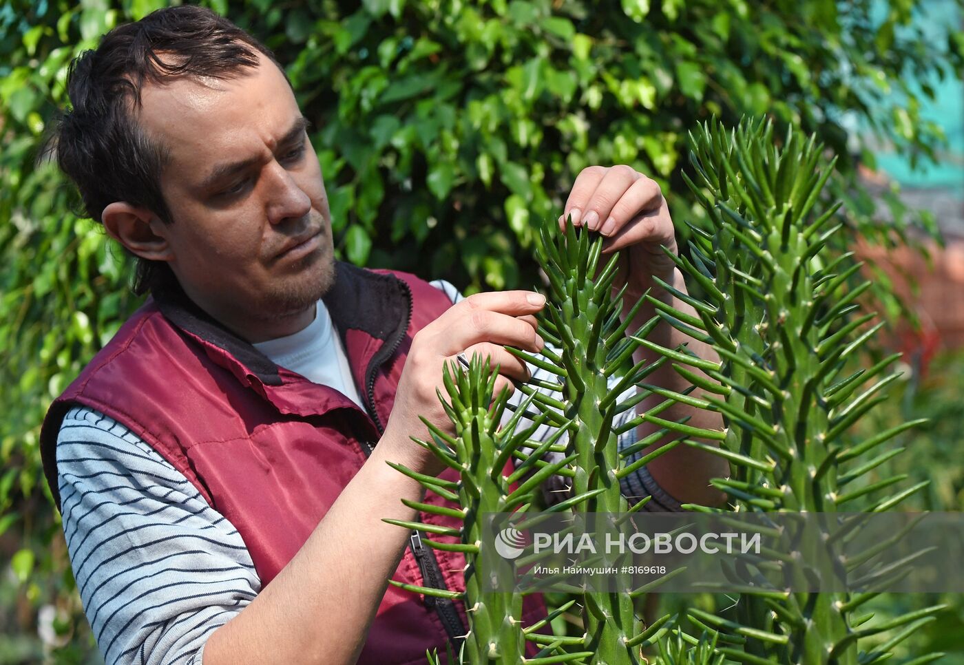 Тепличное хозяйство в Красноярске