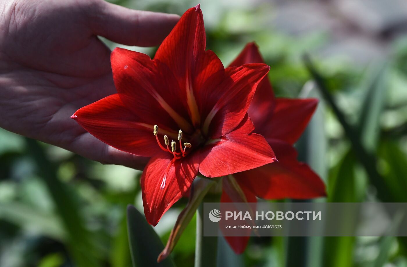 Тепличное хозяйство в Красноярске