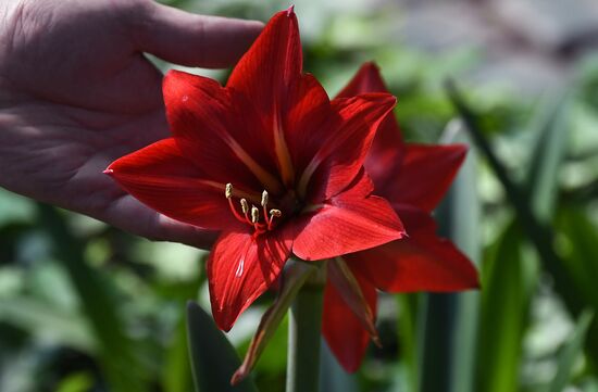 Тепличное хозяйство в Красноярске