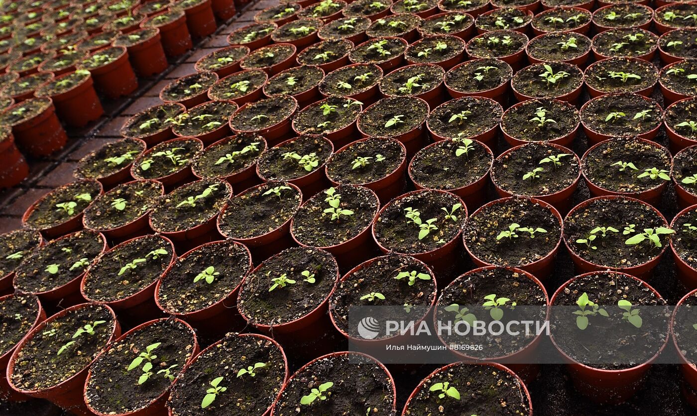 Тепличное хозяйство в Красноярске