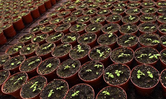 Тепличное хозяйство в Красноярске