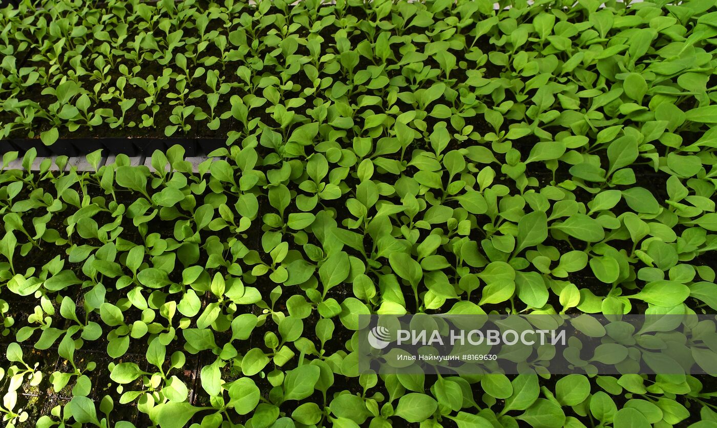 Тепличное хозяйство в Красноярске
