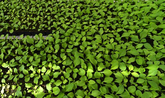 Тепличное хозяйство в Красноярске