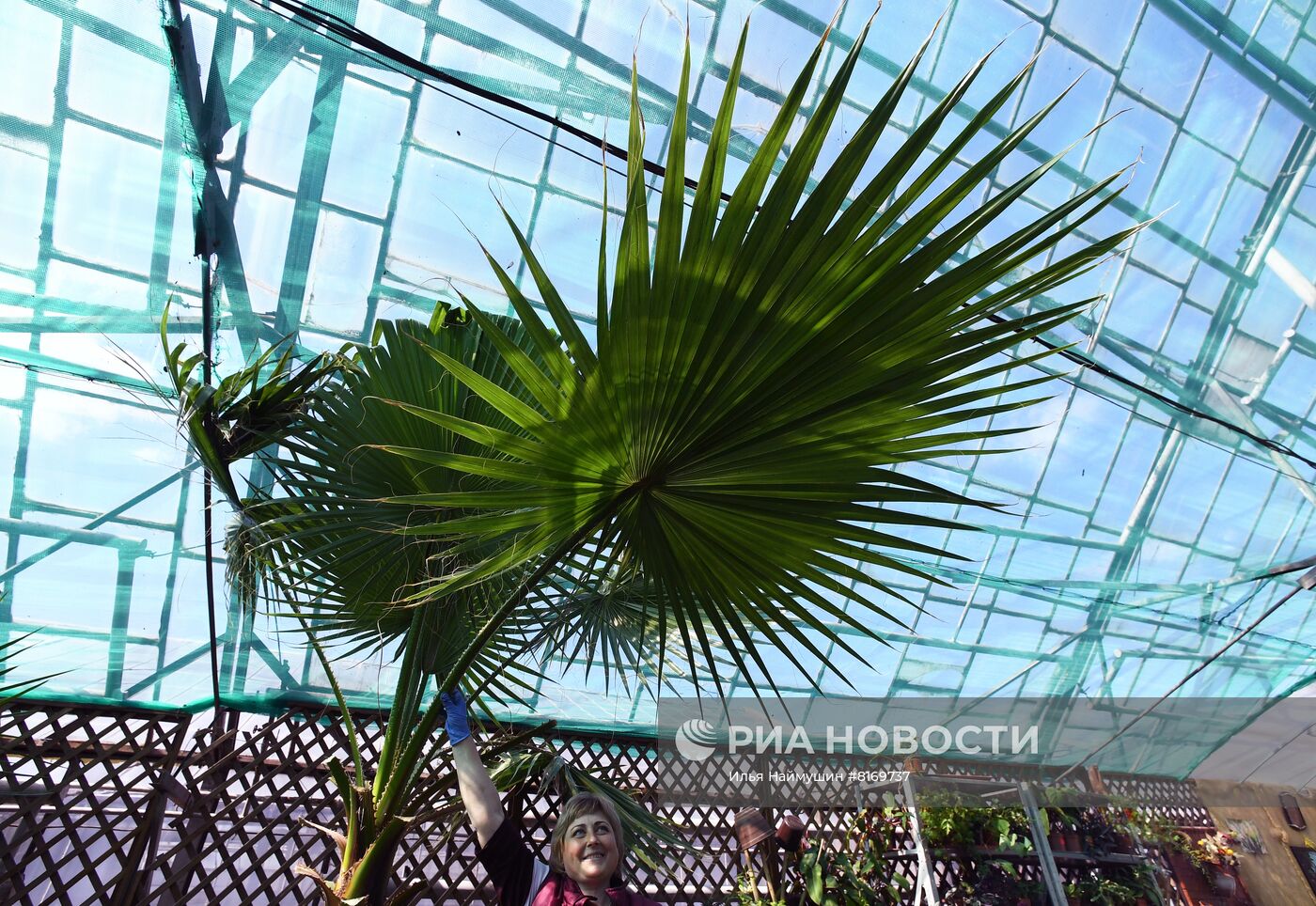 Тепличное хозяйство в Красноярске