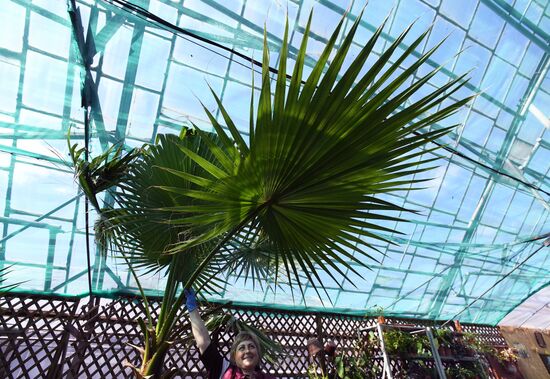 Тепличное хозяйство в Красноярске