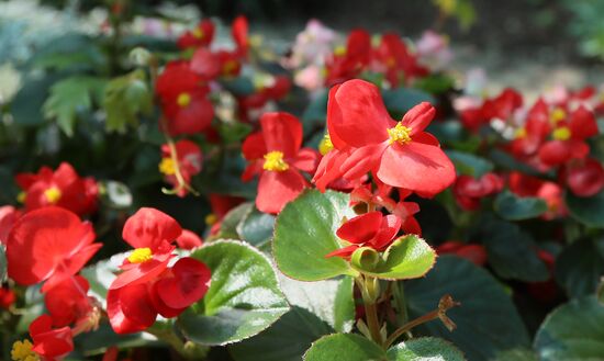 Тепличное хозяйство в Красноярске