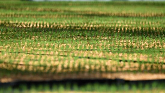 Тепличное хозяйство в Красноярске