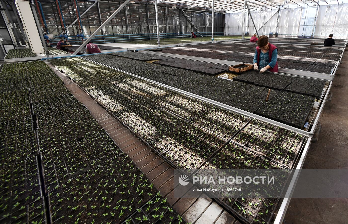 Тепличное хозяйство в Красноярске