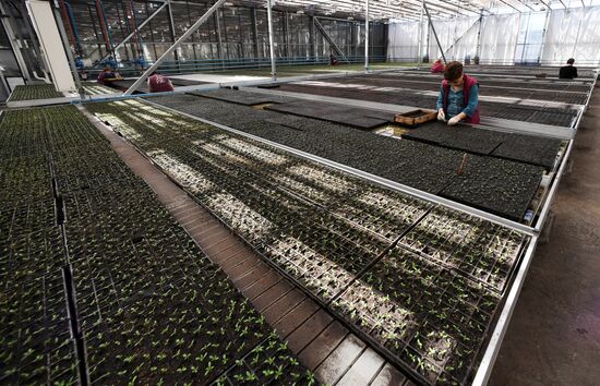 Тепличное хозяйство в Красноярске