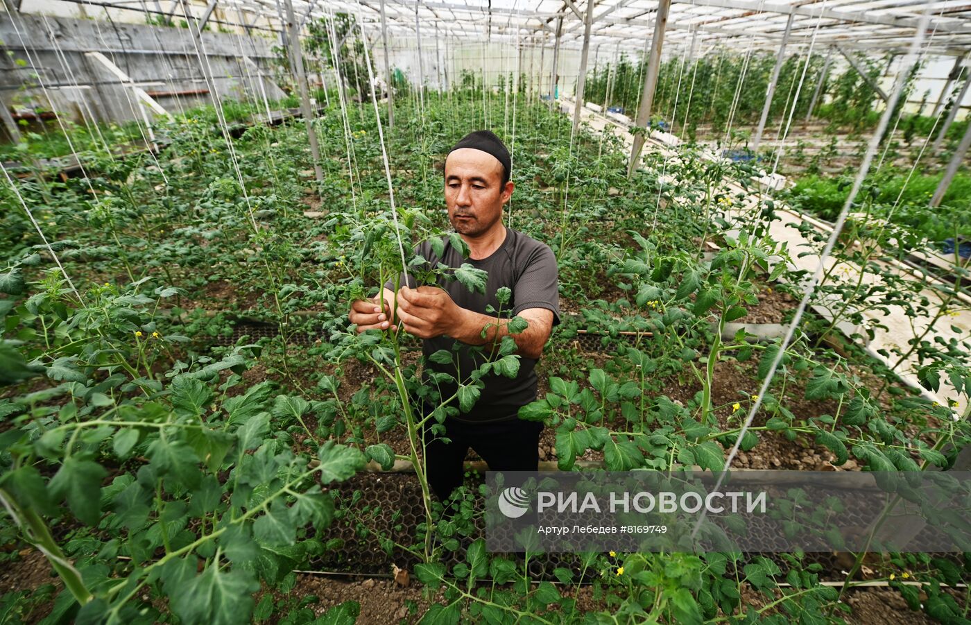 Эко-ферма овощей в Сочи