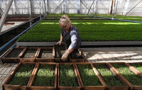 Тепличное хозяйство в Красноярске