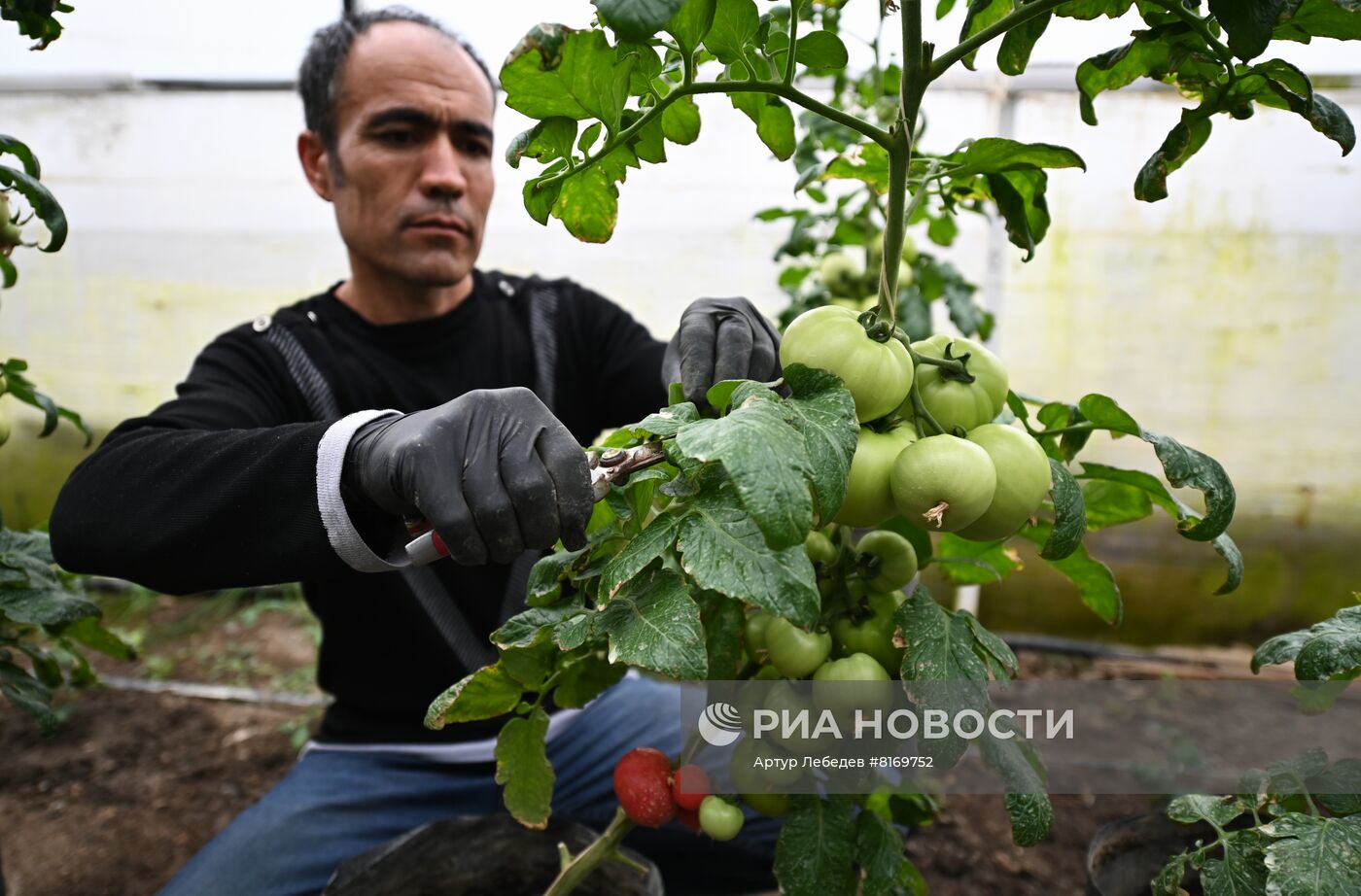 Эко-ферма овощей в Сочи