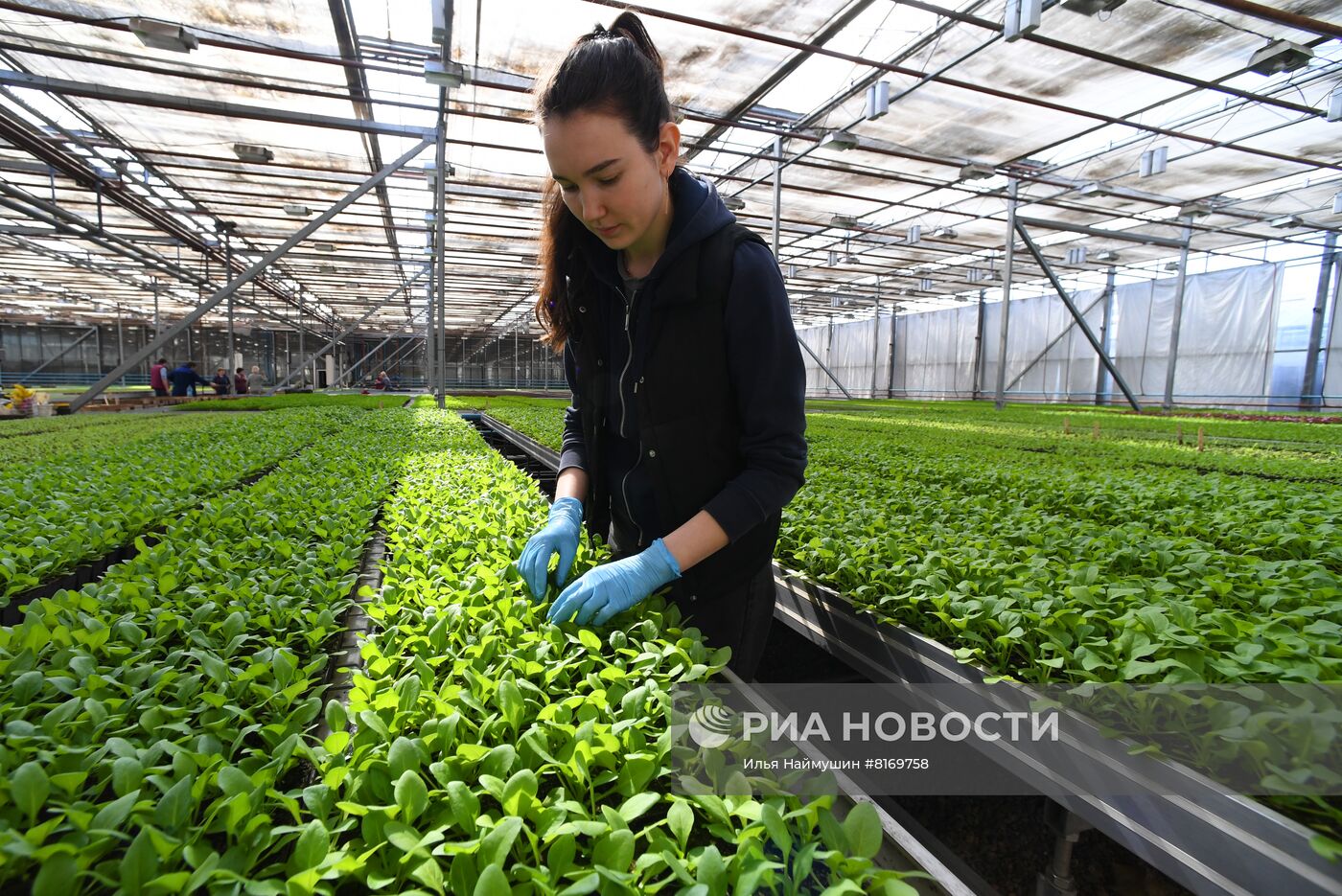 Тепличное хозяйство в Красноярске