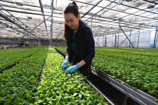 Тепличное хозяйство в Красноярске