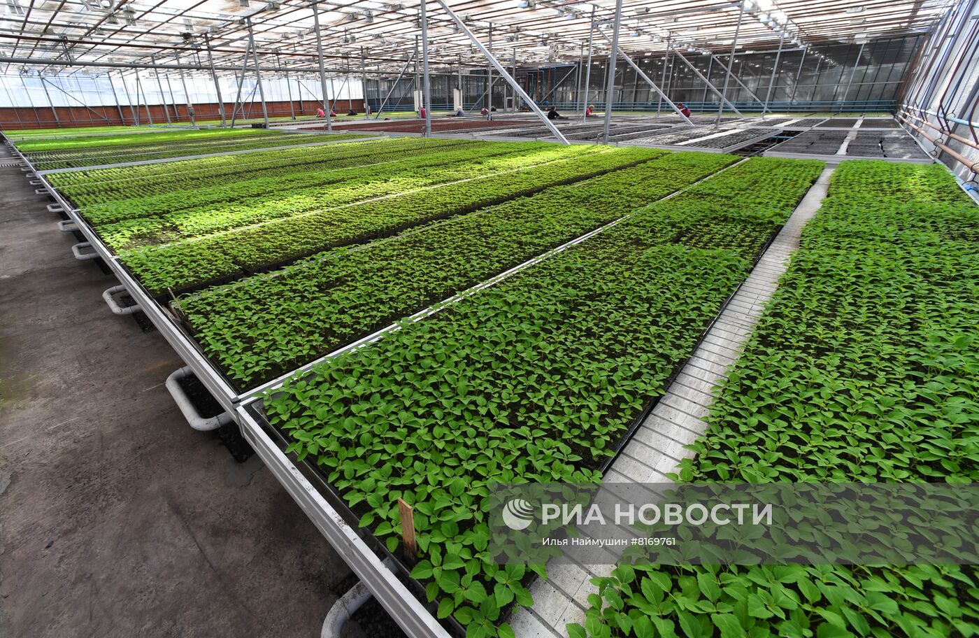 Тепличное хозяйство в Красноярске