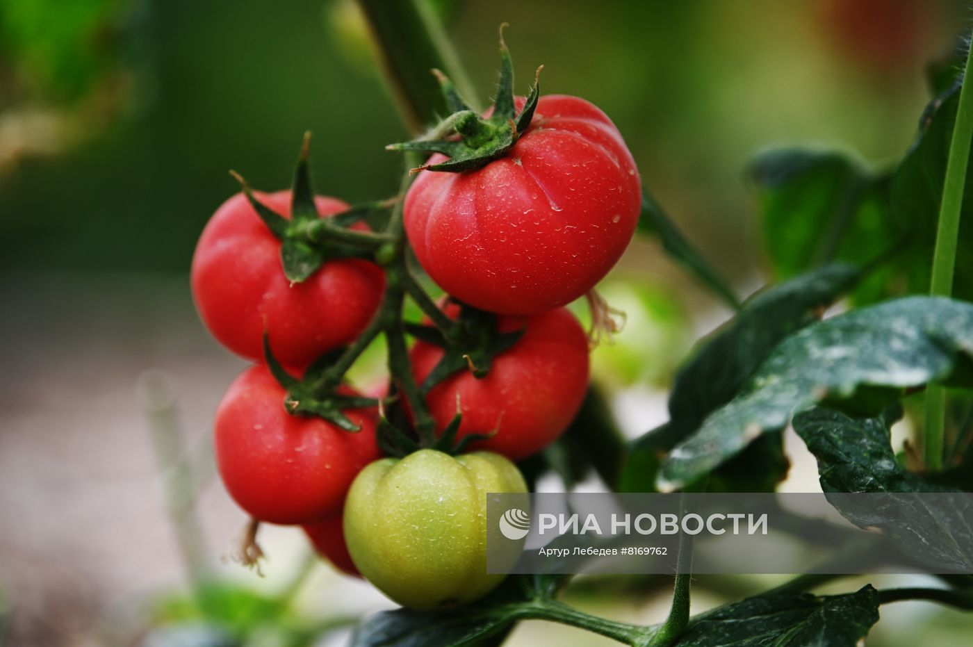 Эко-ферма овощей в Сочи