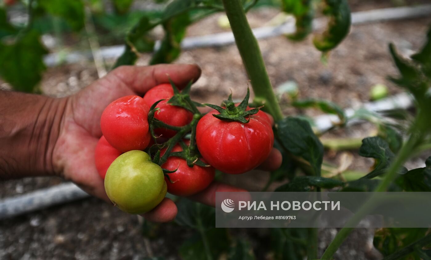 Эко-ферма овощей в Сочи