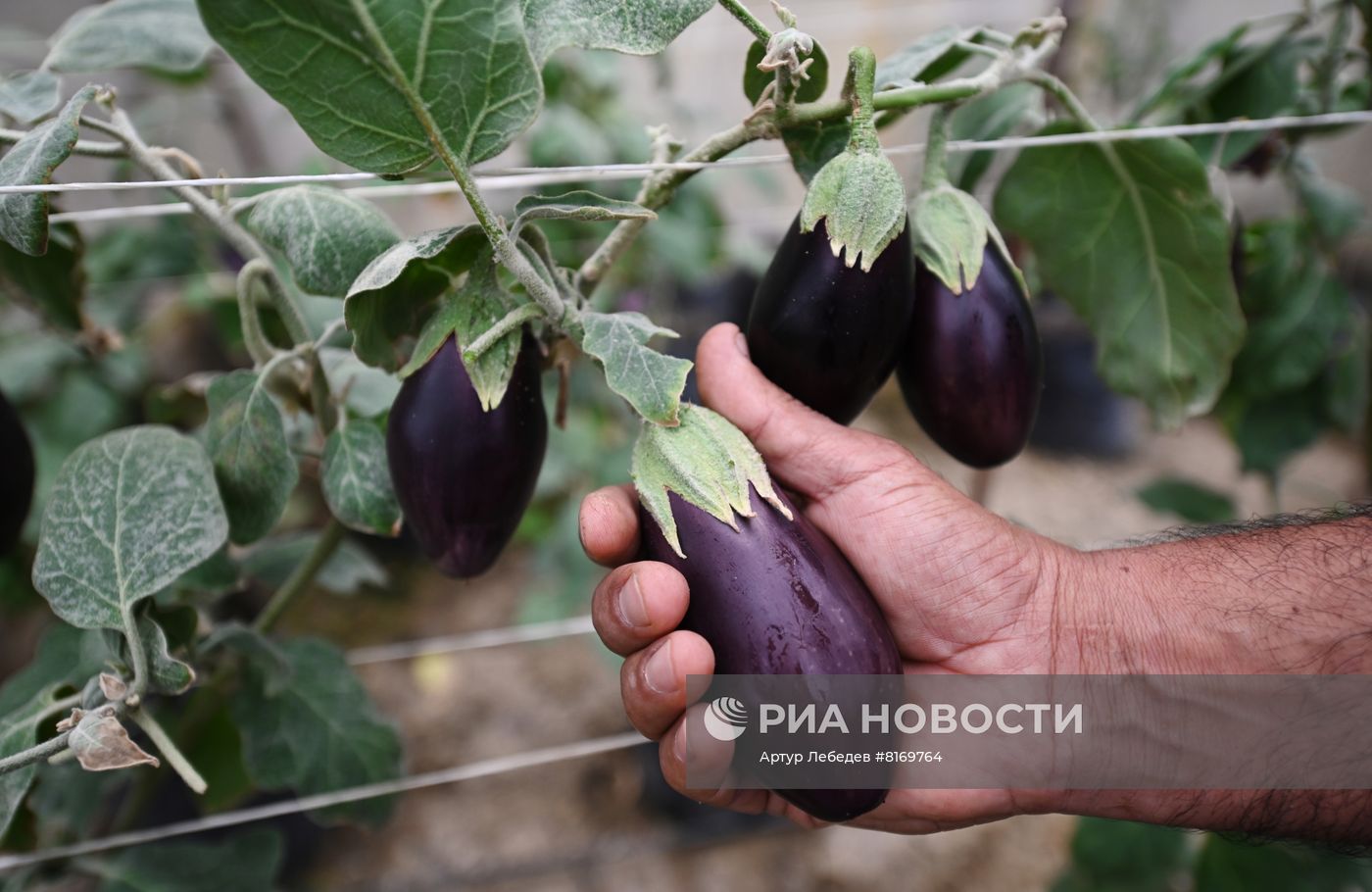 Эко-ферма овощей в Сочи