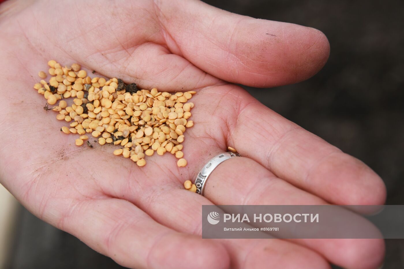 Тепличное хозяйство в Приморском крае