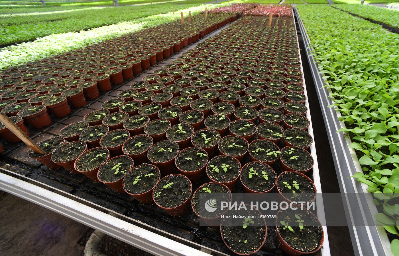 Тепличное хозяйство в Красноярске