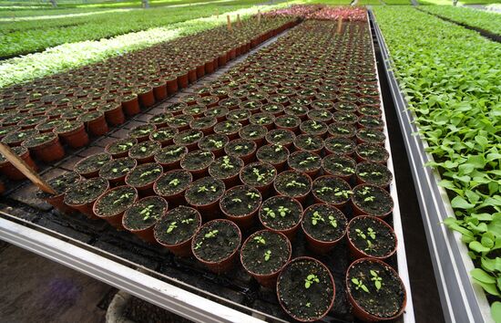 Тепличное хозяйство в Красноярске