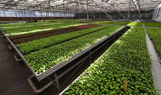 Тепличное хозяйство в Красноярске