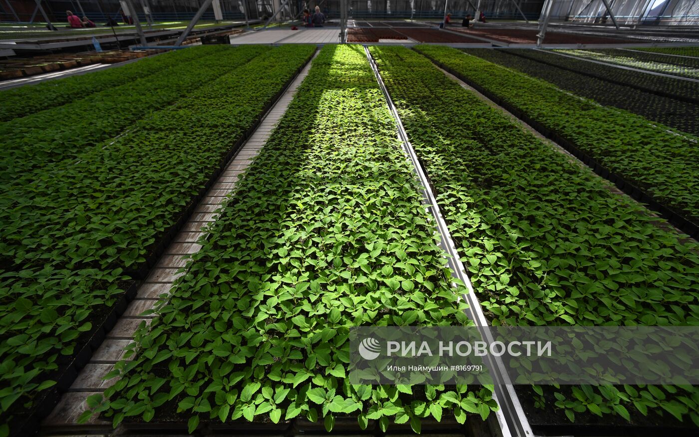 Тепличное хозяйство в Красноярске