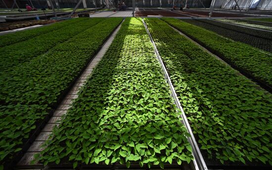 Тепличное хозяйство в Красноярске