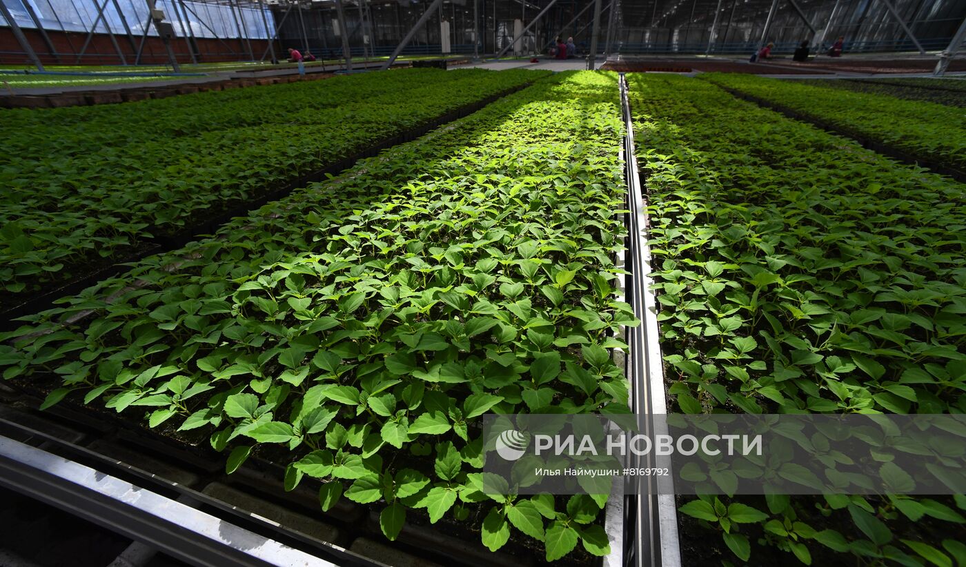 Тепличное хозяйство в Красноярске