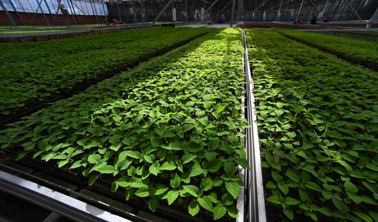 Тепличное хозяйство в Красноярске