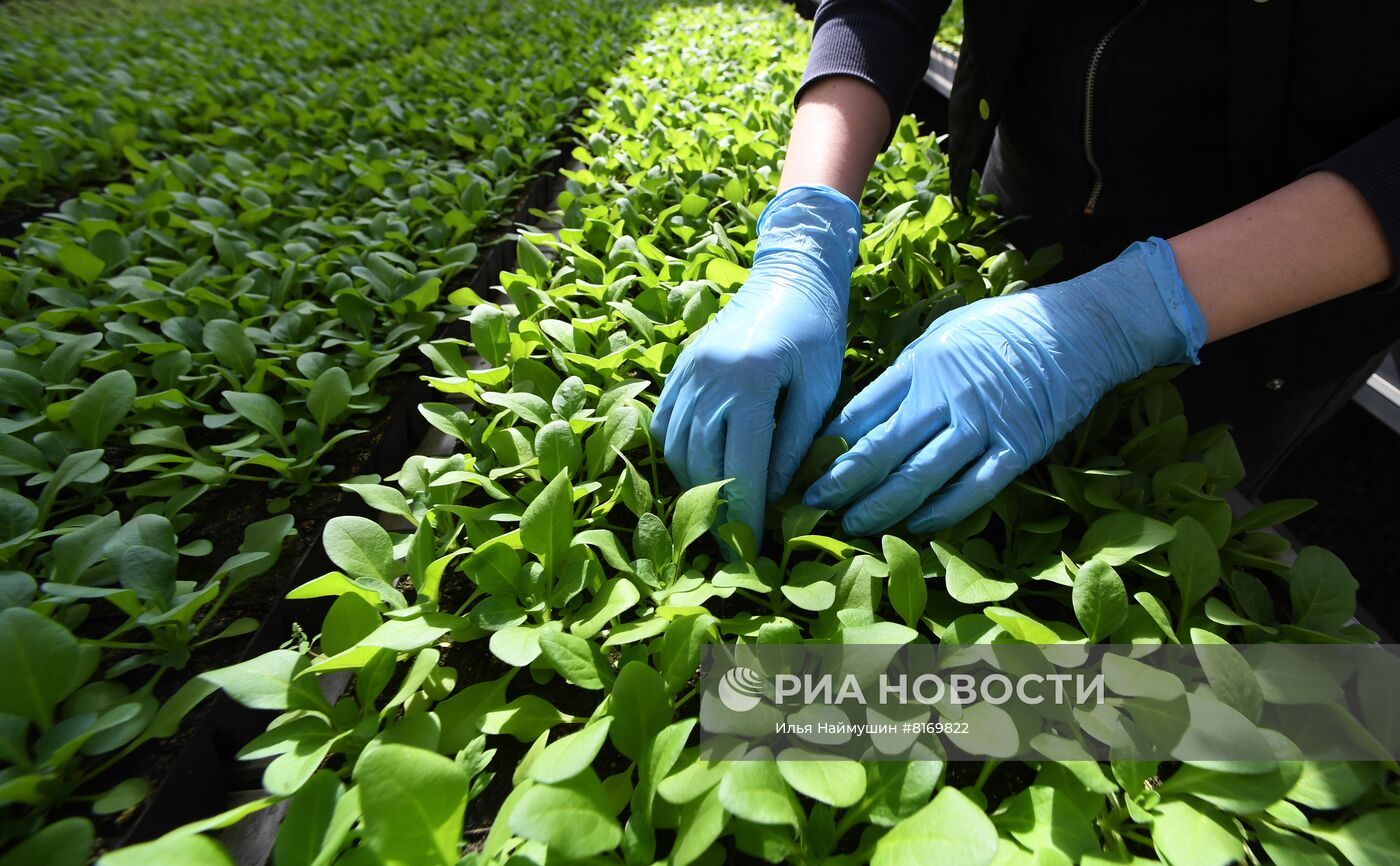 Тепличное хозяйство в Красноярске