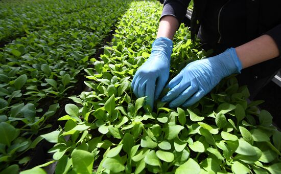 Тепличное хозяйство в Красноярске