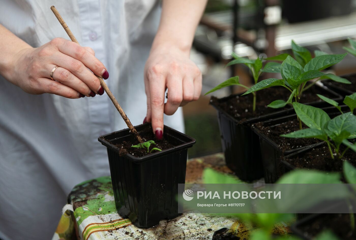 Ферма зелени в Иванове