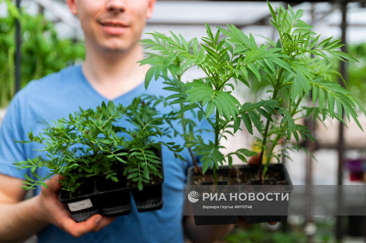 Ферма зелени в Иванове