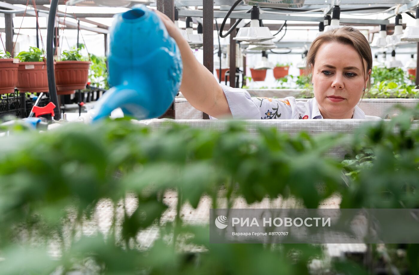 Ферма зелени в Иванове