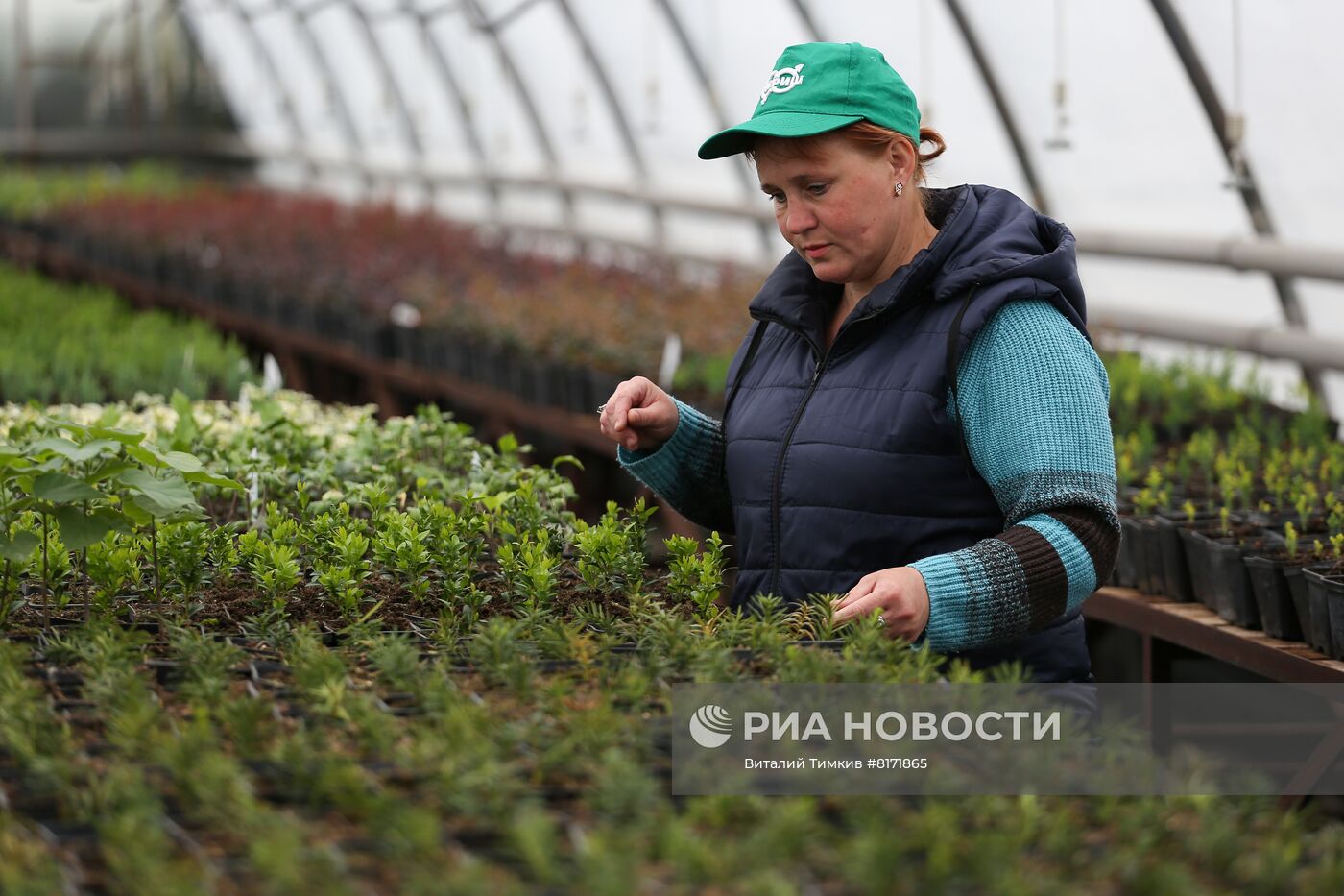 Выращивание посадочного материала в Краснодарском крае