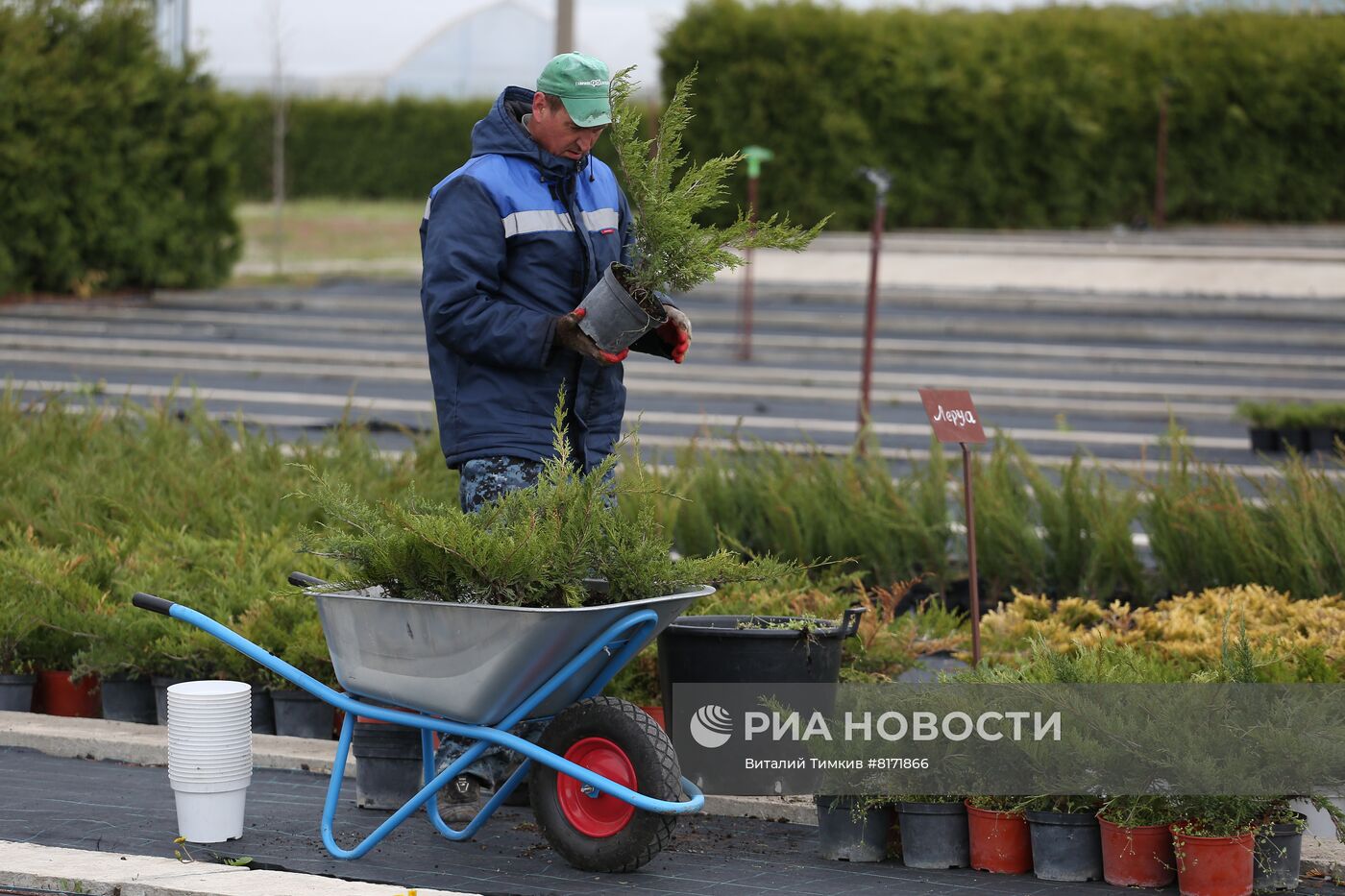 Выращивание посадочного материала в Краснодарском крае