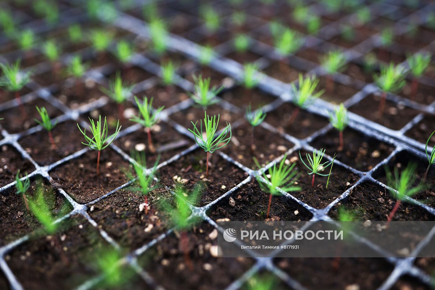 Выращивание посадочного материала в Краснодарском крае