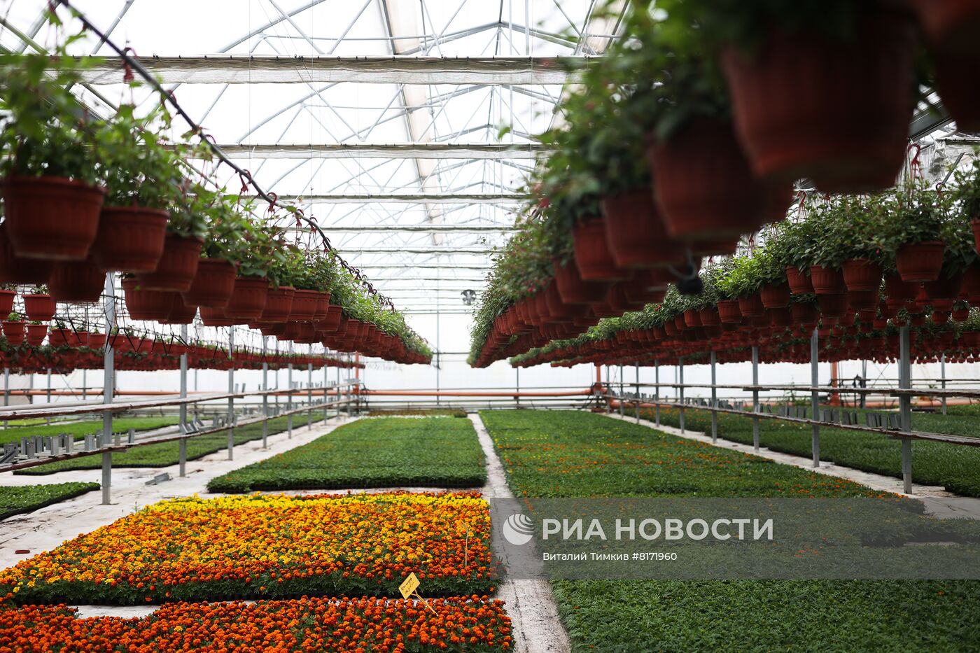 Выращивание посадочного материала в Краснодарском крае