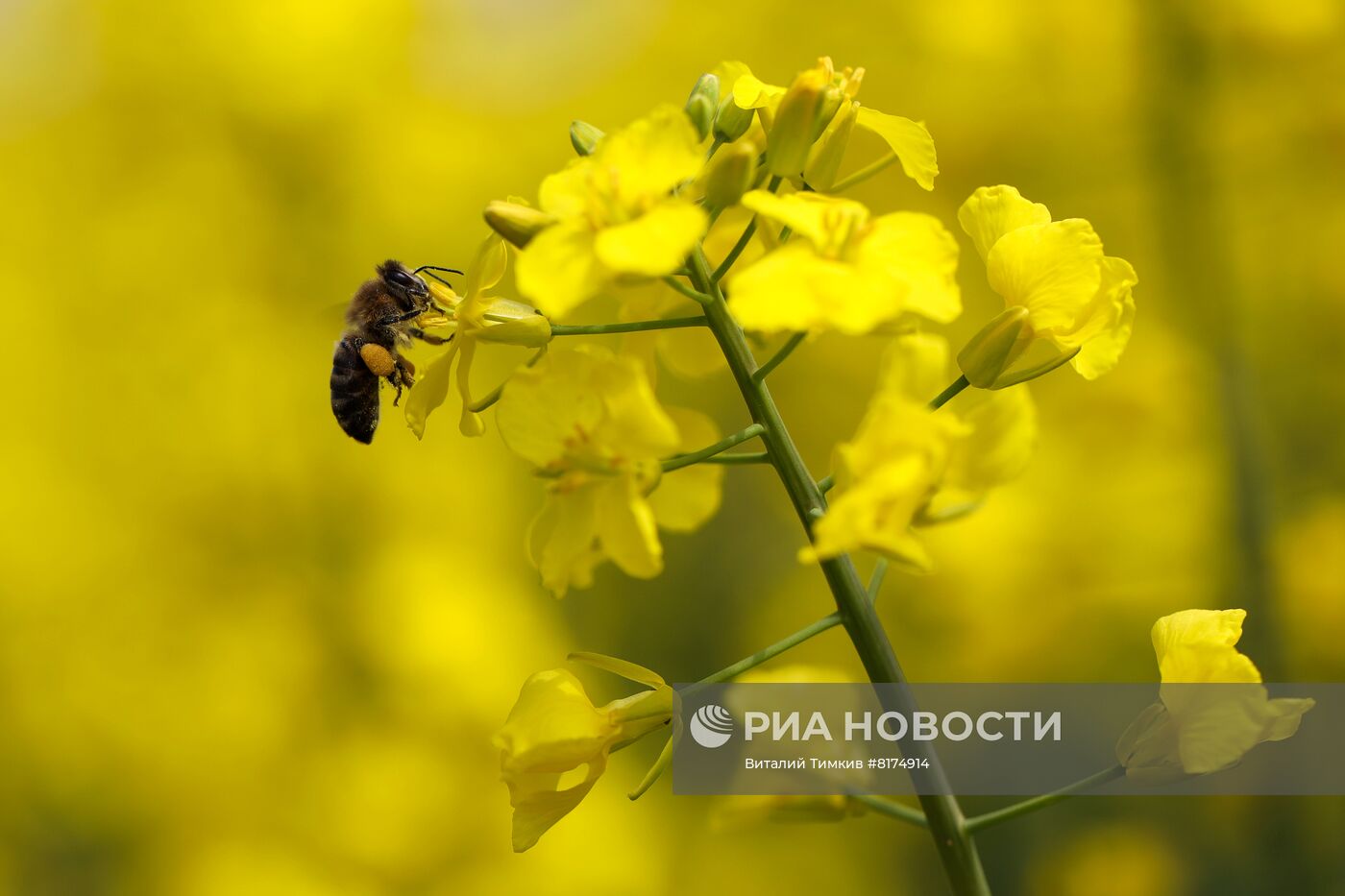 Цветение рапса в Краснодарском крае