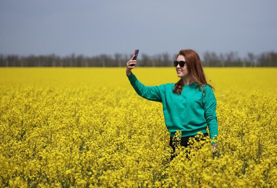 Цветение рапса в Краснодарском крае