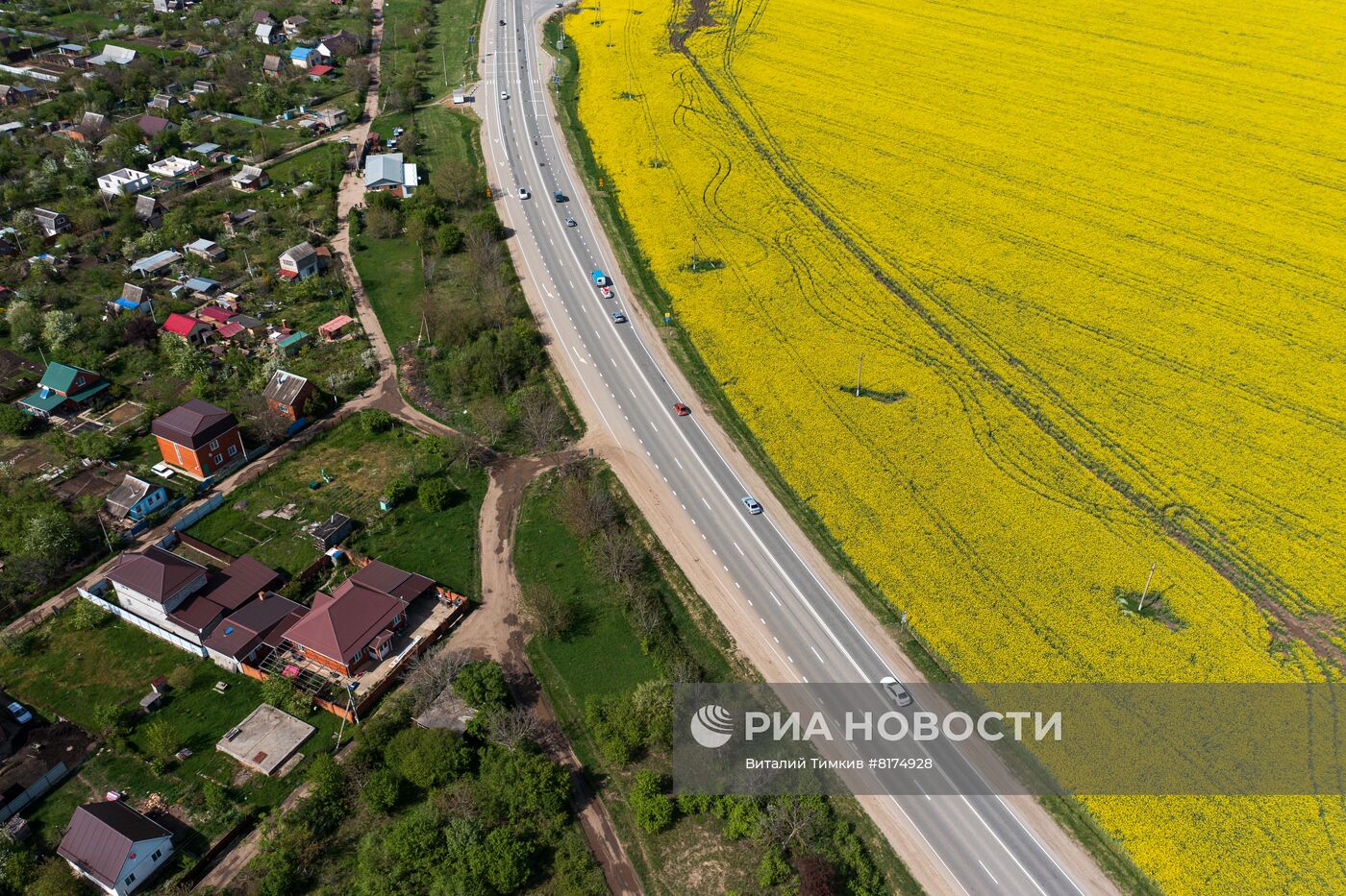 Цветение рапса в Краснодарском крае