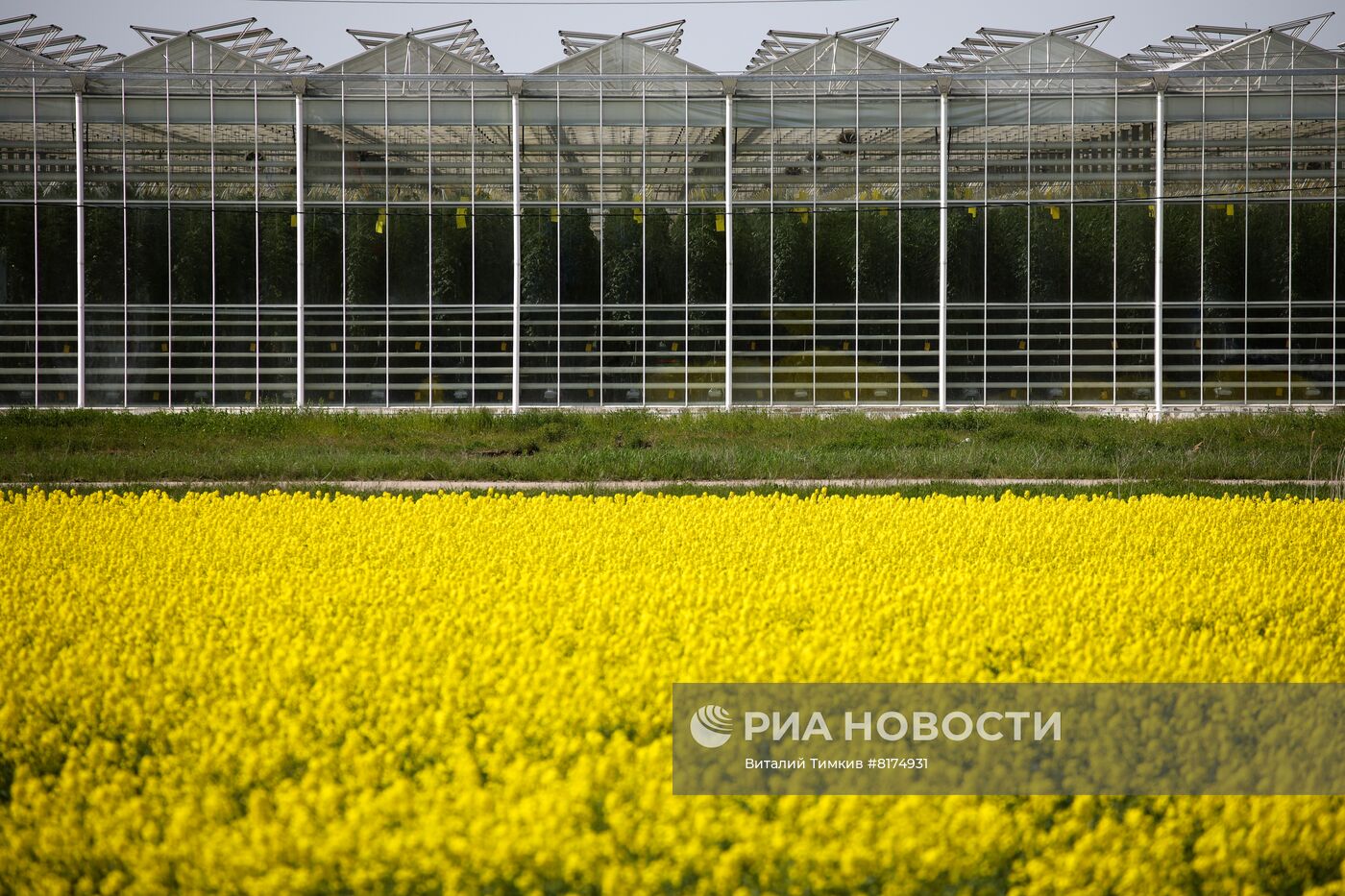 Цветение рапса в Краснодарском крае