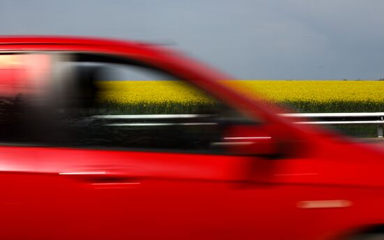 Цветение рапса в Краснодарском крае