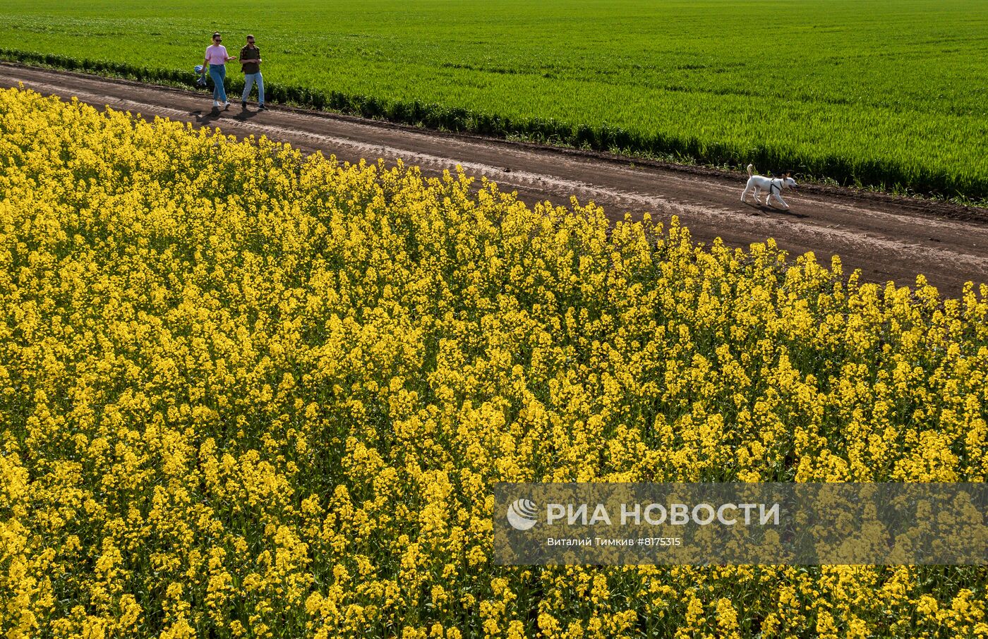 Цветение рапса в Краснодарском крае